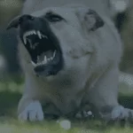 Avery’s Law Brings Significant Changes to Ohio’s Dog Laws